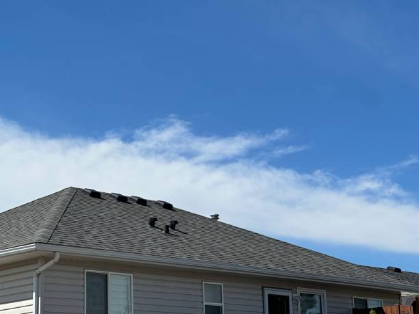 Best Roof Moss and Algae Removal  in Hampton, VA